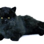 Bocchetta - Onyx Black Cat Plush Toy 38cm