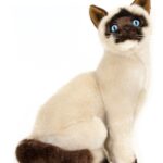 Bocchetta - Noodles Siamese Cat Sitting Plush Toy 26cm